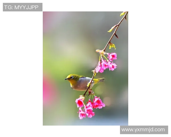 樱花与鸟栖激战正酣直播盛况回顾与精彩瞬间分享 樱花与鸟栖激战正酣直播盛况回顾与精彩瞬间分享